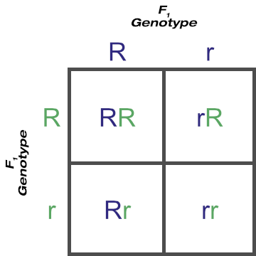 F1 Cross of the Rr Genotype F1 Cross of the Rr Genotype