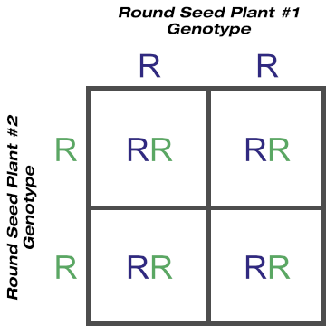 Purebred Round Seed Shape Crossed With Purebred Round Seed Shape Purebred Round Seed Shape Crossed With Purebred Round Seed Shape
