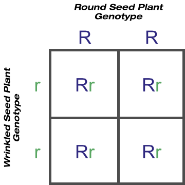 Purebred Round Seed Shape Crossed With Purebred Wrinkled Seed Shape Purebred Round Seed Shape Crossed With Purebred Wrinkled Seed Shape