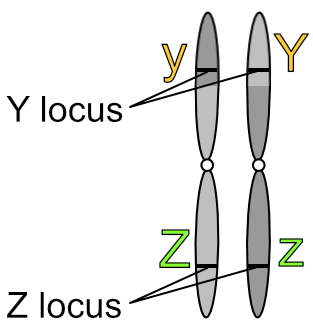 Linked loci after crossover on homologous chromosomes