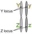 Linked loci on homologous chromosomes