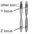 Multiple linked loci on homologous chromosomes