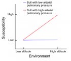 An example of a genotype-environment interaction between individuals within a breed