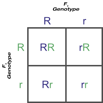 F1 Cross of the Rr Genotype