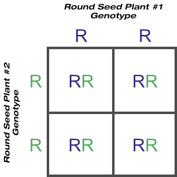Purebred Round Seed Shape Crossed With Purebred Round Seed Shape
