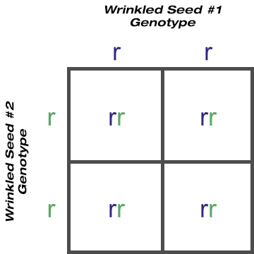 Purebred Wrinkled Seed Shape Crossed With Purebred Wrinkled Seed Shape