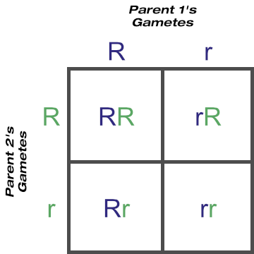 Punnett Square Showing Possible Gametes and Genotypes From One Locus (Two Heterozygous Parents)