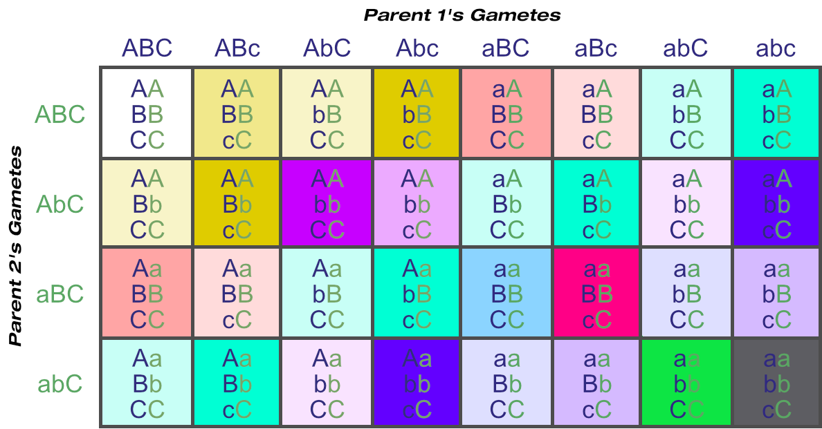 Punnett Square Showing Possible Gametes and Genotypes From Three Loci (One Heterozygous Parent)