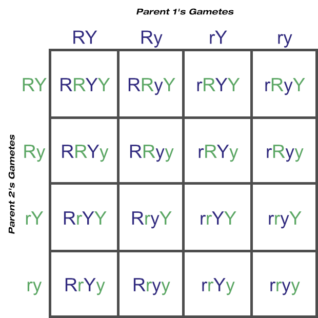 Punnett Square Showing Possible Gametes and Genotypes From Two Loci (Two Heterozygous Parents)