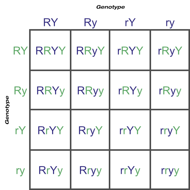 Punnett Square With Two Traits