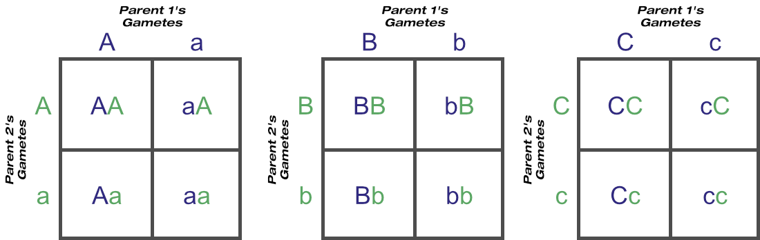 Three-locus Punnett square expressed as three one-locus squares, with all possible gametes and genotypes