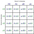 Punnett Square Showing Possible Gametes and Genotypes From Two Loci (One Heterozygous Parent)