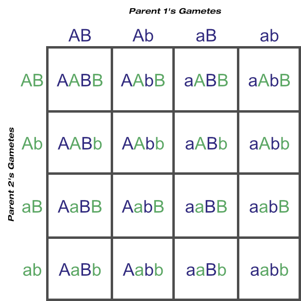 Punnett Square Showing Possible Gametes and Genotypes From Two Loci (Two Heterozygous Parents)