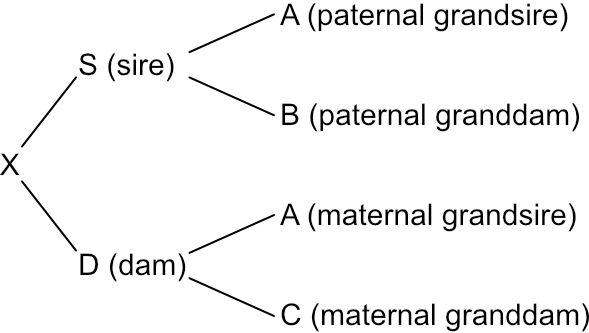 Pedigree tree showing ancestor relationships