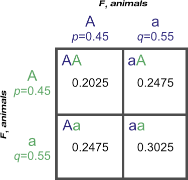 Punnett square showing genotypic frequencies from an F2 cross at the A locus