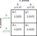 Punnett square showing genotypic frequencies from an F2 cross at the A locus