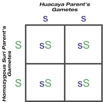 F1 outcome of crossing huacaya with homozygous suri