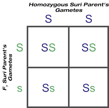 BC1 outcome of backcrossing F1 generation to homozygous suri