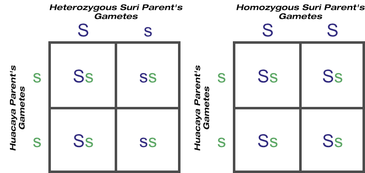 Outcomes of test matings of homozygous and heterozygous suris over huacayas