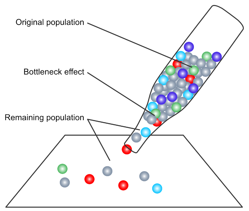 Genetic drift - the bottleneck effect