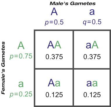 The Probability of Certain Genotypes With 'Aa' Male and Daughters of 'AA' Dams