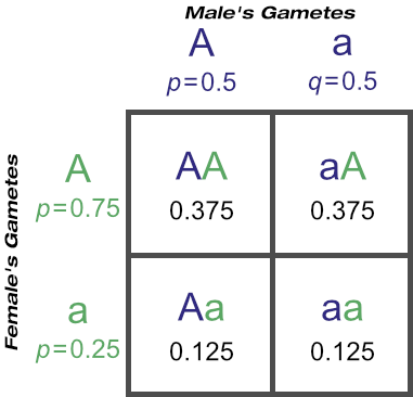 The Probability of Certain Genotypes With 'Aa' Male and Daughters of 'AA' Dams The Probability of Certain Genotypes With 'Aa' Male and Daughters of 'AA' Dams
