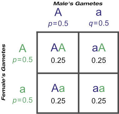 The Probability of Certain Genotypes With 'Aa' Male and Daughters of 'Aa' Dams